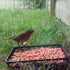 Robin eating from a Compact Ground Feeding Tray; Blackbird eating from a Compact Ground Feeding Tray