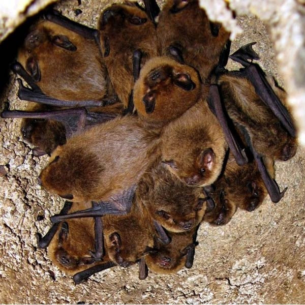 Schwegler 1FD Bat box;Inside a Schwegler 1FD bat box;colony of bats
