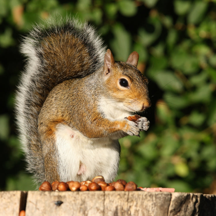Squirrel Feeder and Food Pack; Squirrel Feeding; Red squirrel food; Grey squirel with monkey nut eating