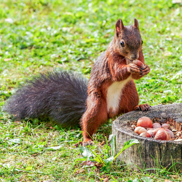 Red squirrel enjoying a hazelnut