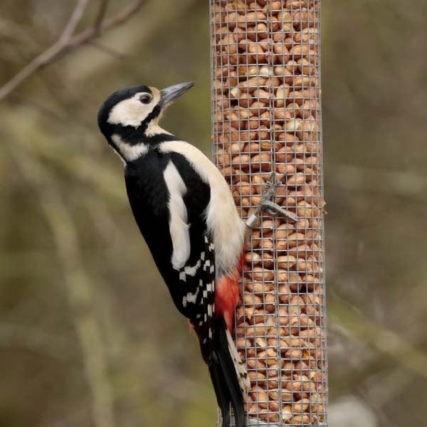 Garden Bird Nut Feeders;Garden Bird Peanut Feeder;Garden Bird Peanut Feeders. Woodpecker feeding.