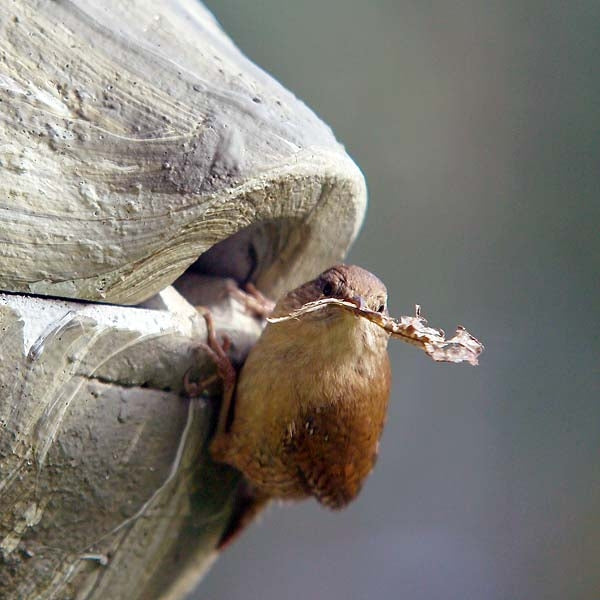 Schwegler 1ZA Wren roundhouse;Wren nesting;Wren Nest Box