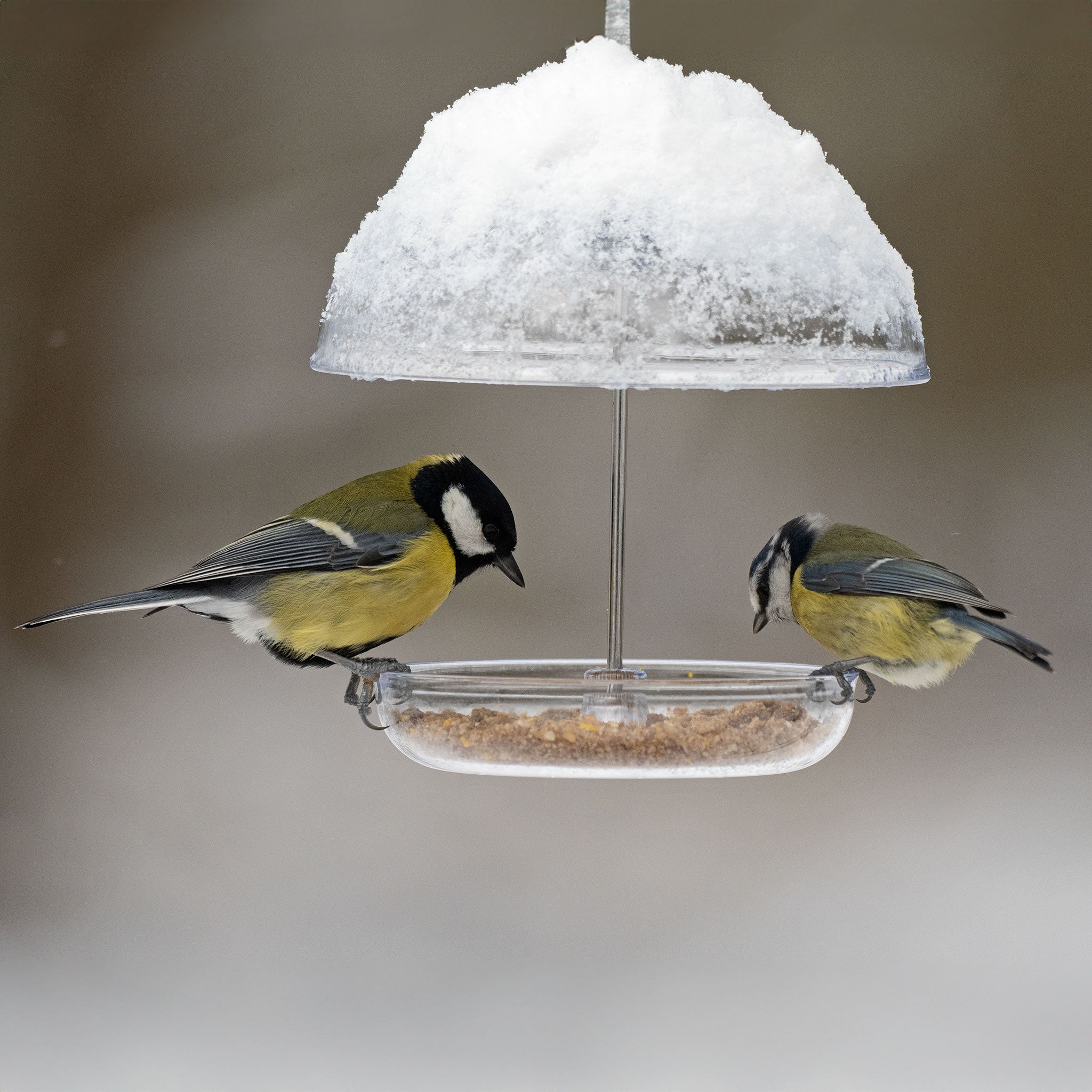 Great Tits feeding from adjustable robin feeder with snow on the top 