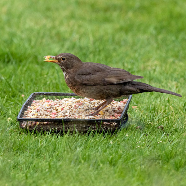 Female blackbird tucking in to ark premium robin bird food