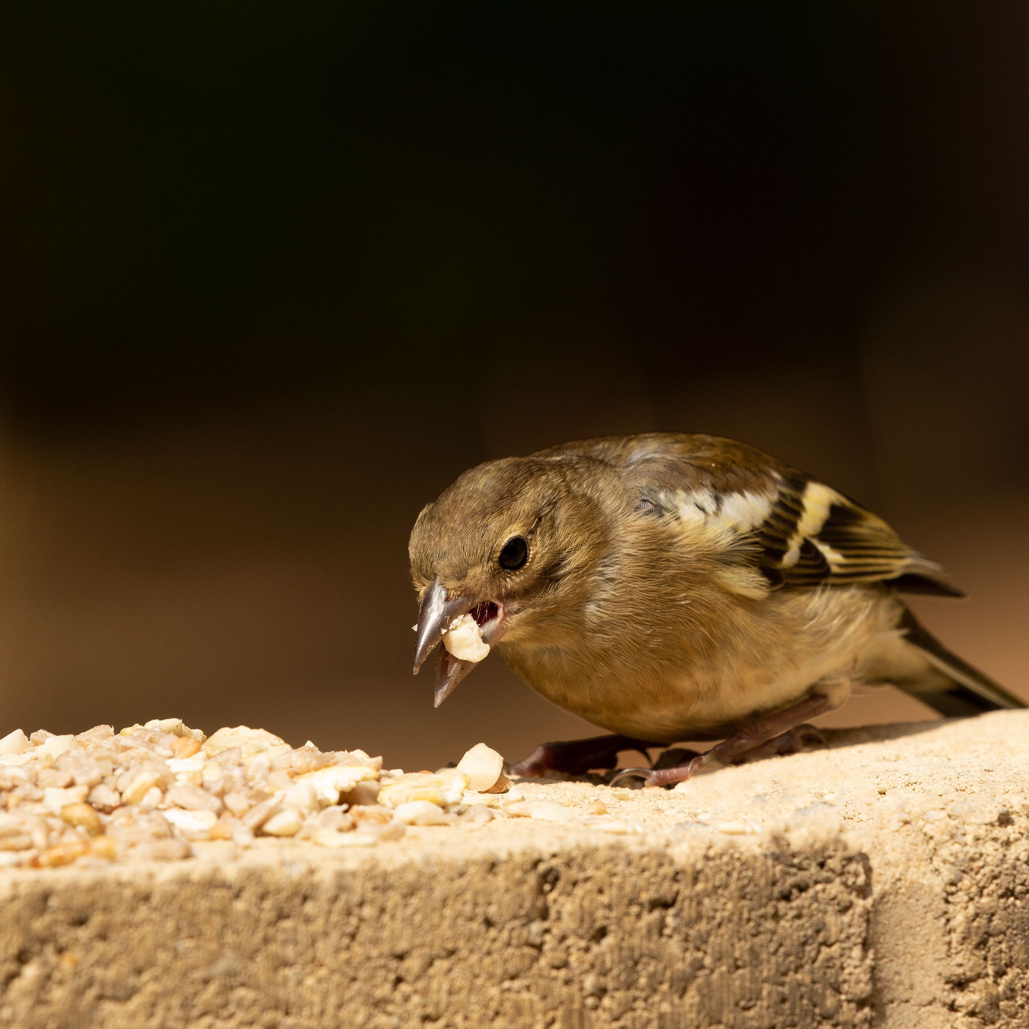 Chaffinch eating ark ground and table mix on wall