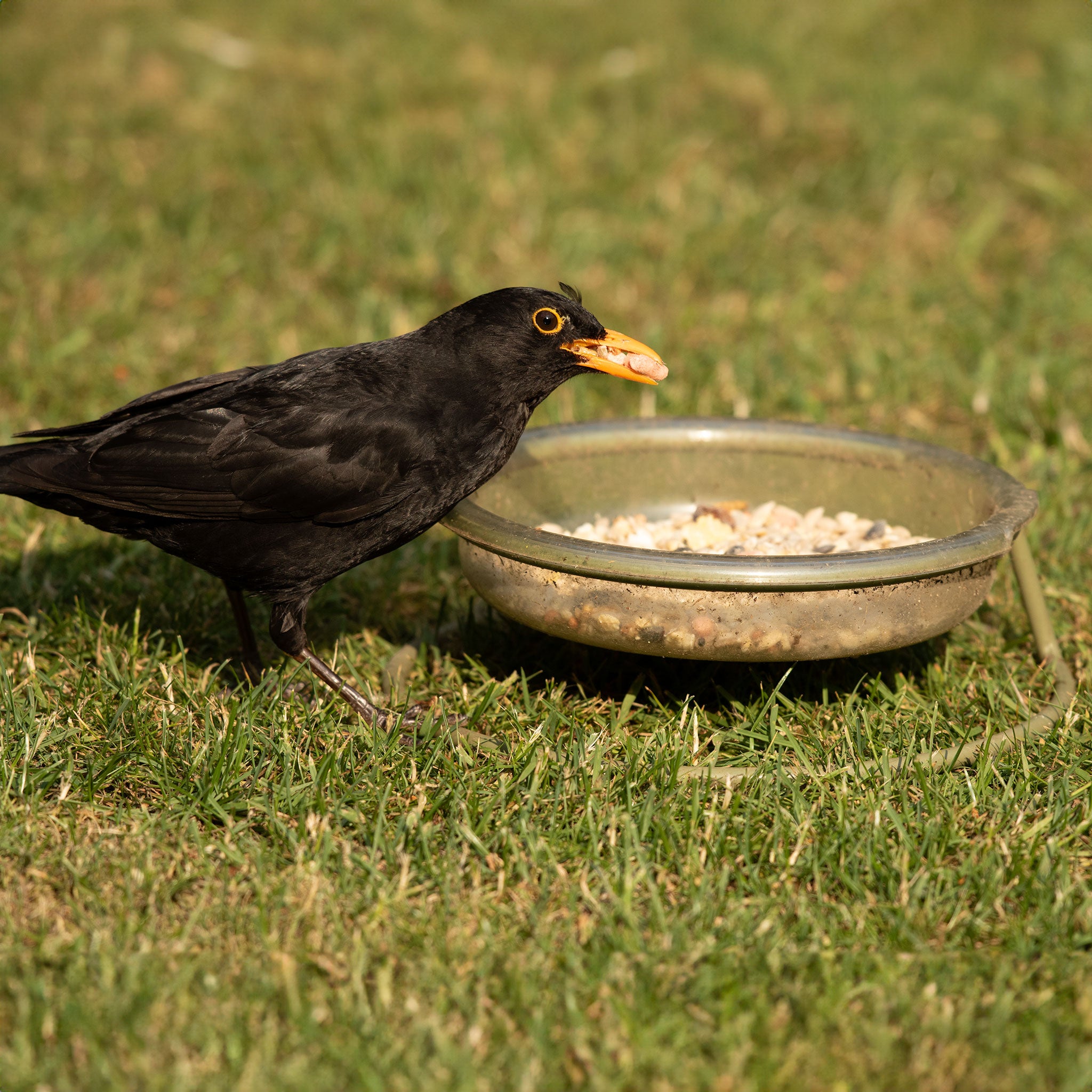Blackbird eating ark hearty suet mix