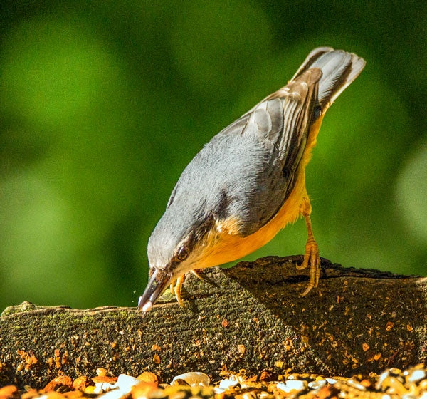 Ark Insectivore Food; Hedgehogs eating Ark Insectivore Food; Fieldfare eating Ark Insectivore Food; Nuthatch eating Ark Insectivore Food