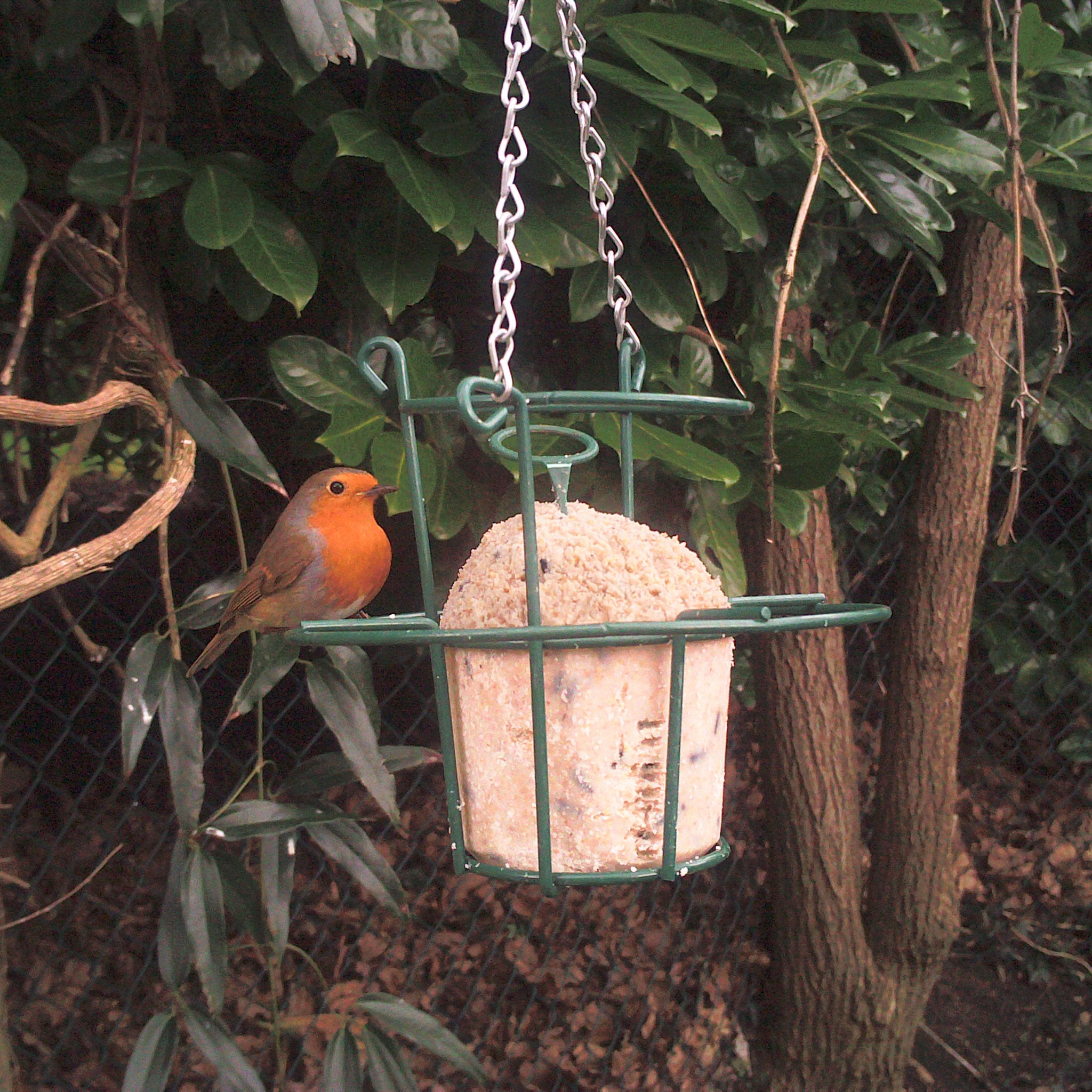 Robin sitting on suet cake holder