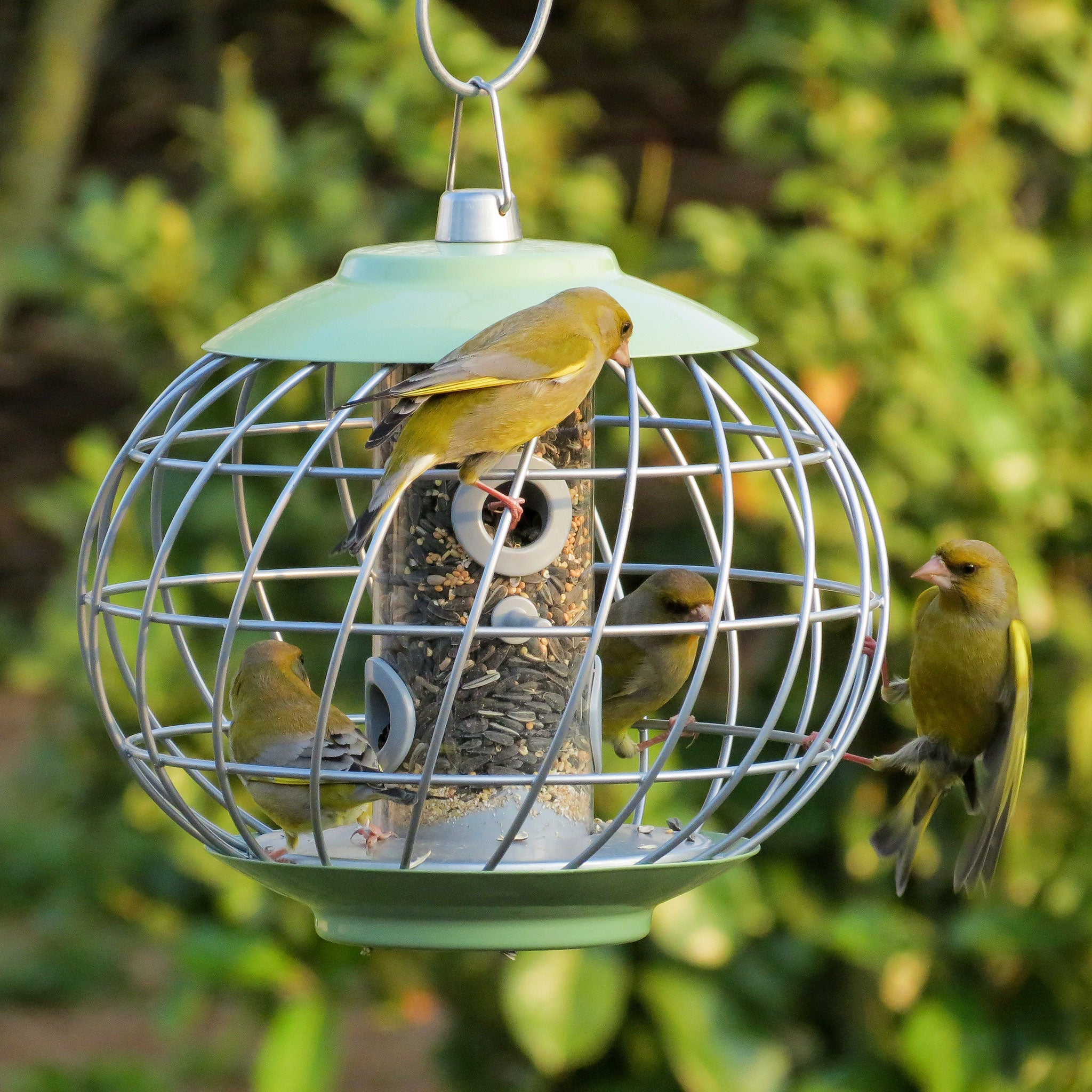 Finches eating a Ark Wildlife seed mix from caged feeder