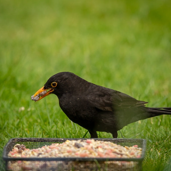 Ark Winter Warmer Bird Food; Jackdaw Feeding; Robin on Ark Bird Food; Feeding Birds in Winter