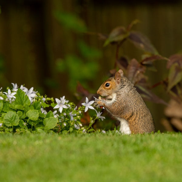 Ark Squirrel Food; Ark Squirrel Food; Ark Squirrel Food; Ark Squirrel Food