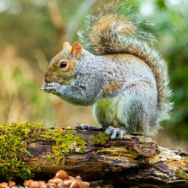 Ark Squirrel Food; Ark Squirrel Food; Ark Squirrel Food; Ark Squirrel Food