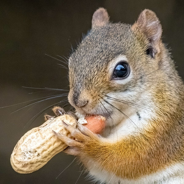 Squirrel eating money nuts