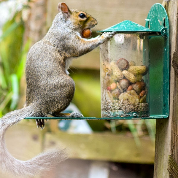 Ark Squirrel Whole Nut; Ark Squirrel Whole Nut; Ark Squirrel Whole Nut; Ark Squirrel Whole Nut