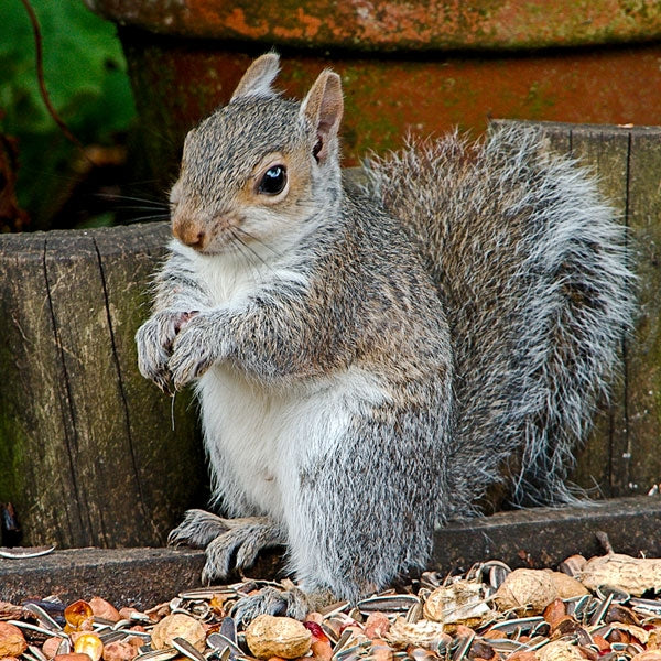 Ark Squirrel Whole Nut; Ark Squirrel Whole Nut; Ark Squirrel Whole Nut; Ark Squirrel Whole Nut