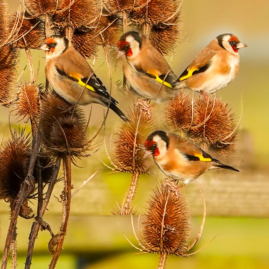 Goldfinches in autumn