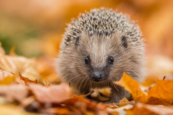 Hedgehog looking for food in autumn