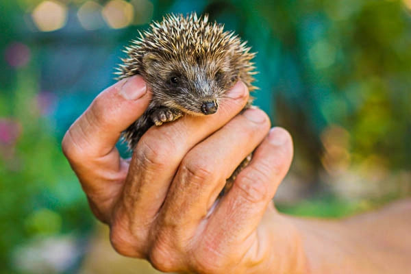 Baby hedgehog in a carers hand