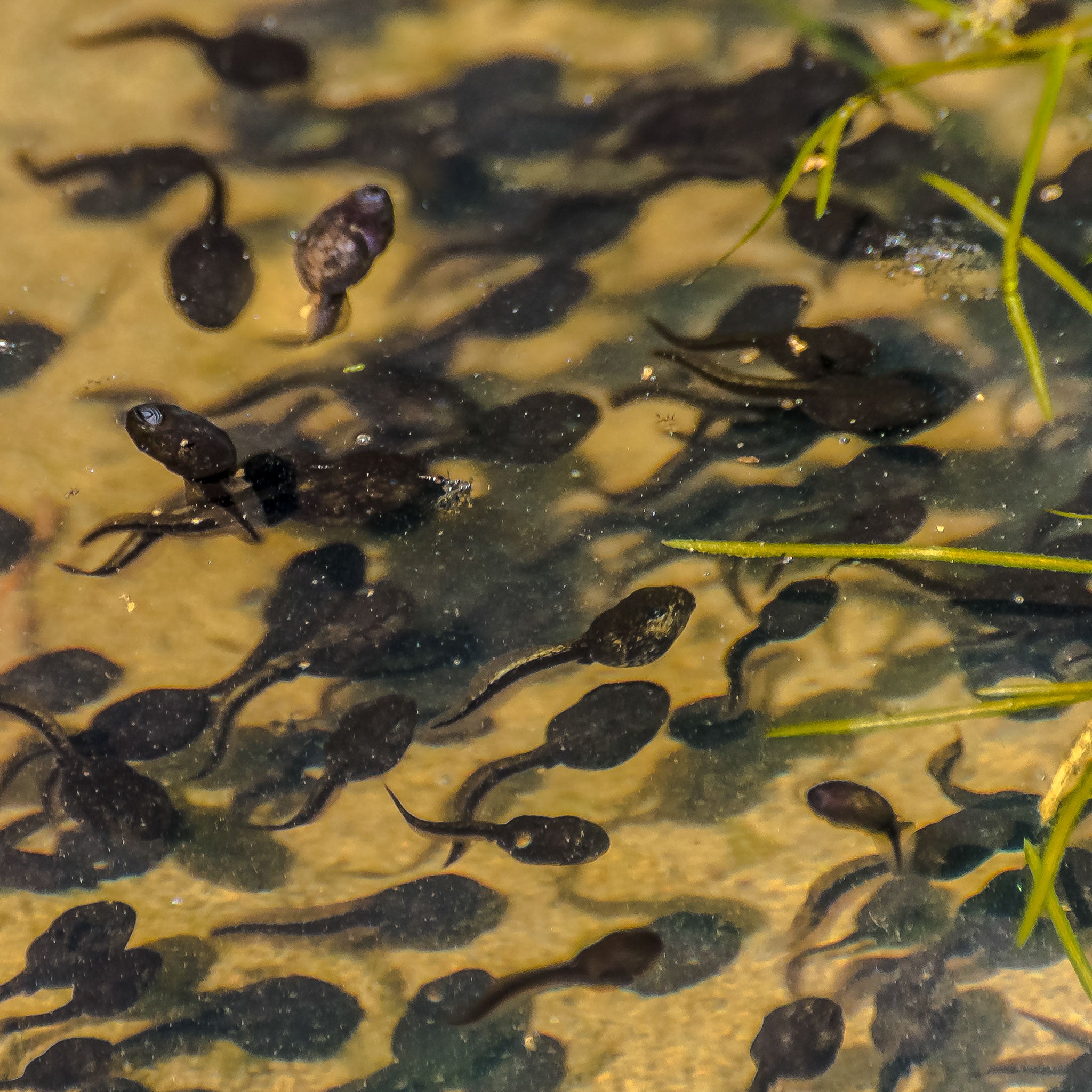 Tadpoles feeding in pond