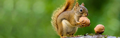 Squirrel eating walnuts