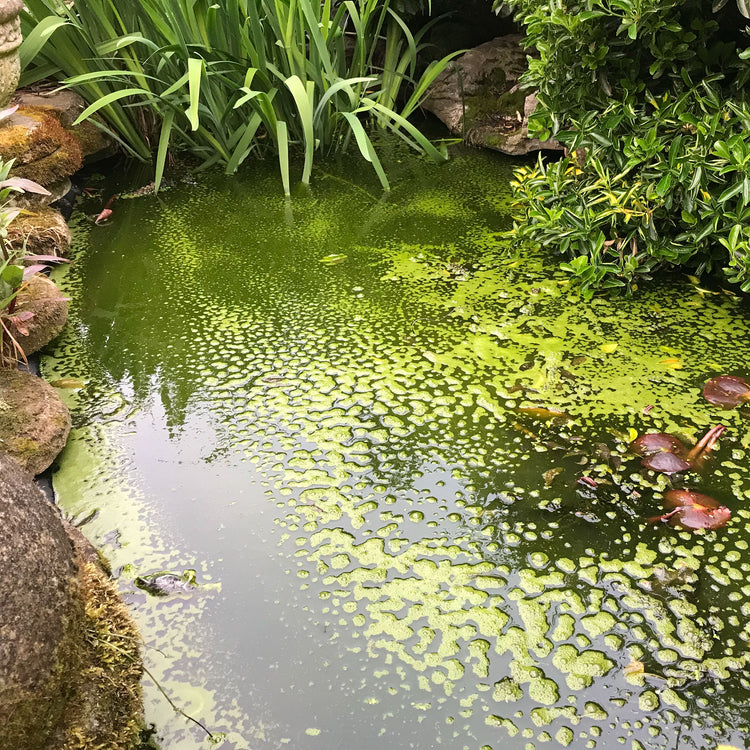 Pond with green algae on surface