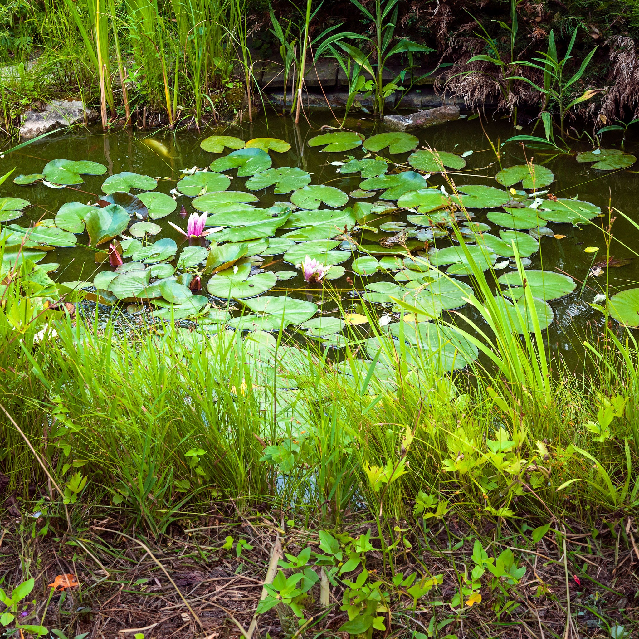 garden pond with lily pads and flowers