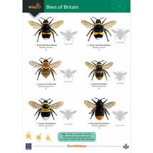 Field Guide to Bees of Britain; Field Guide to Bees of Britain; Field Guide to Bees of Britain
