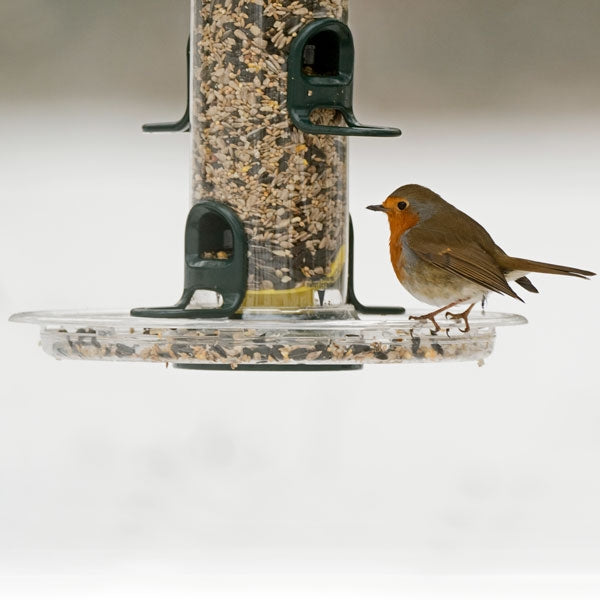 Feeder Base Tray for Big Easy; Robin sitting down for a feed; Blackbird and Robin visting the Big Easy feeder