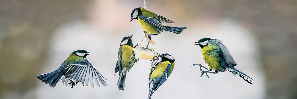 Great tits eating suet cakes