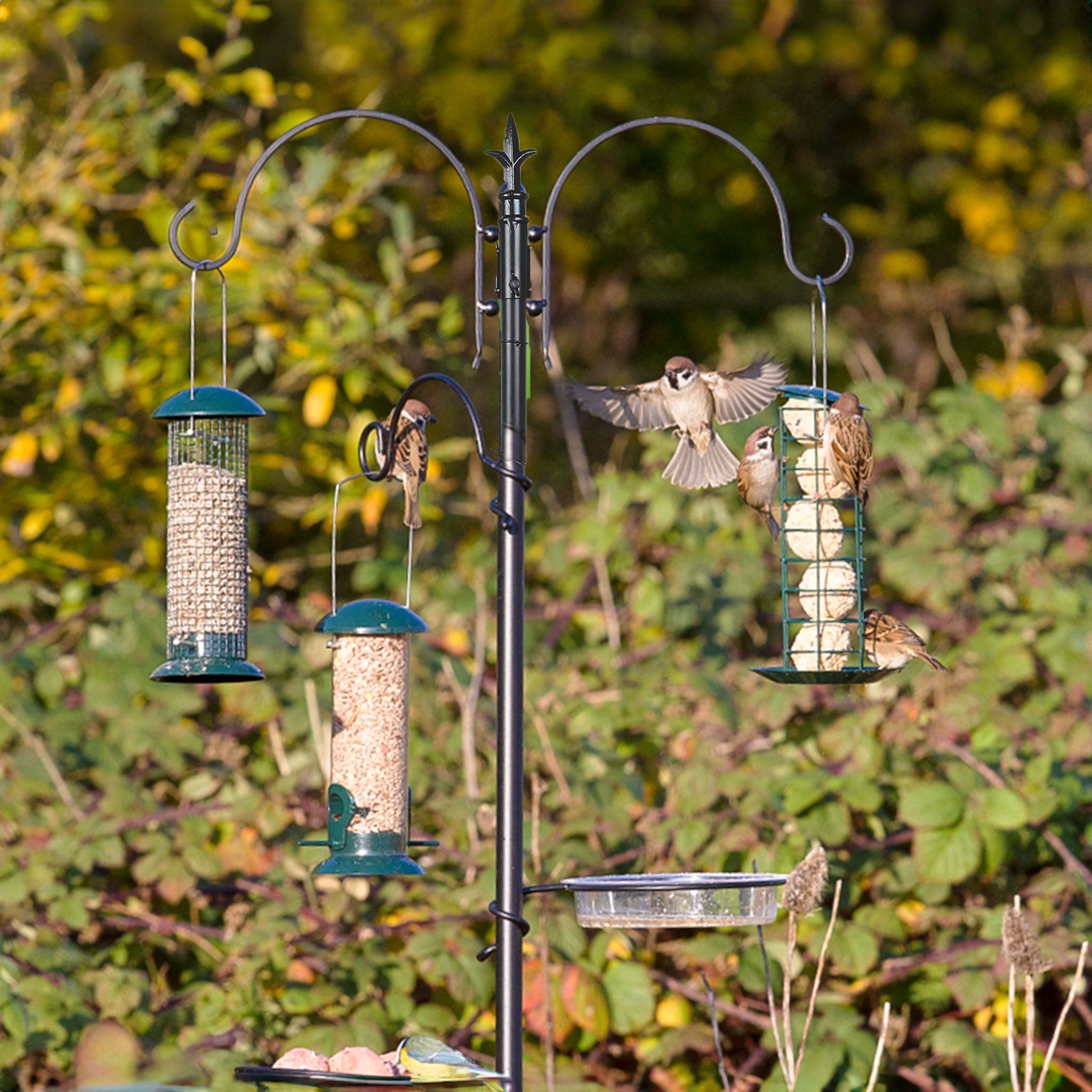 Bird Feeding Station in garden with Birds and feeders attached 
