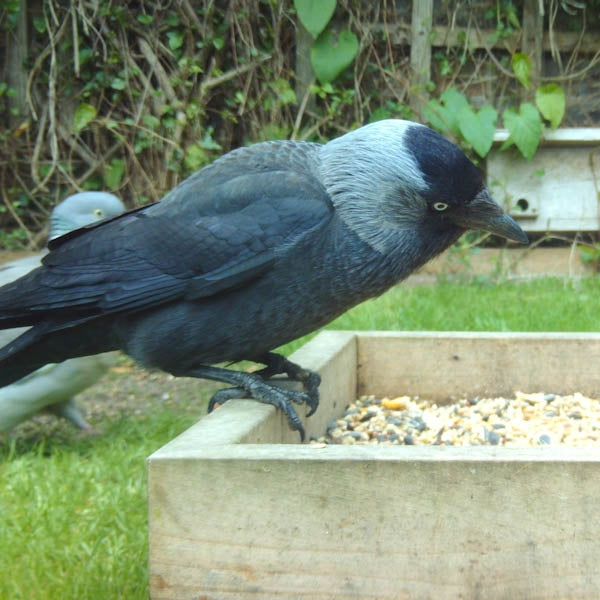 Ark Winter Warmer Bird Food; Jackdaw Feeding; Robin on Ark Bird Food; Feeding Birds in Winter