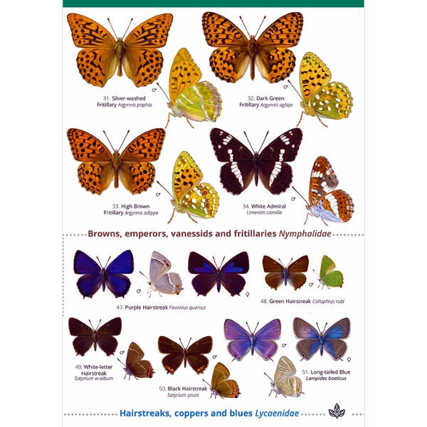 Field guide to Butterflies fo Britain; Field guide to Butterflies fo Britain; Field guide to Butterflies fo Britain