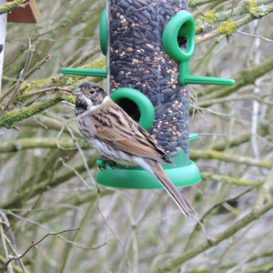 Small bird on feeder