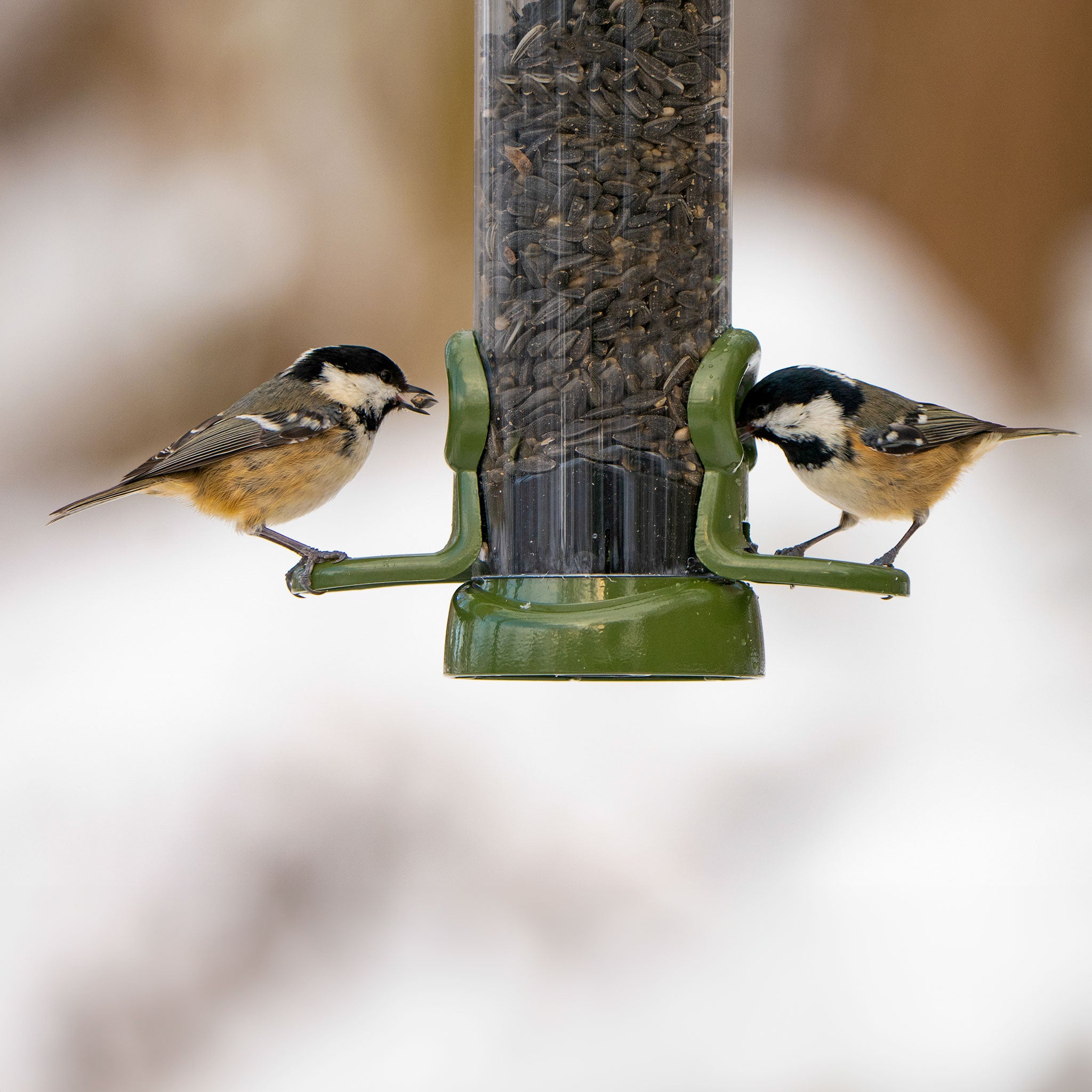 Two birds seeding black sunflower seeds from feeder