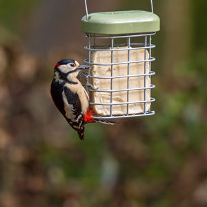 Woodpecker Eating a Suet Feast 