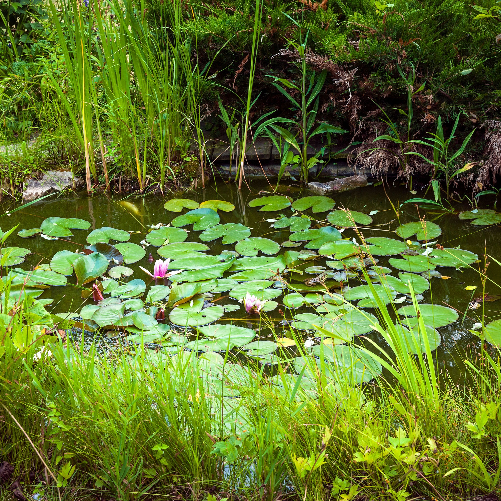 Garden pond with water lilies 