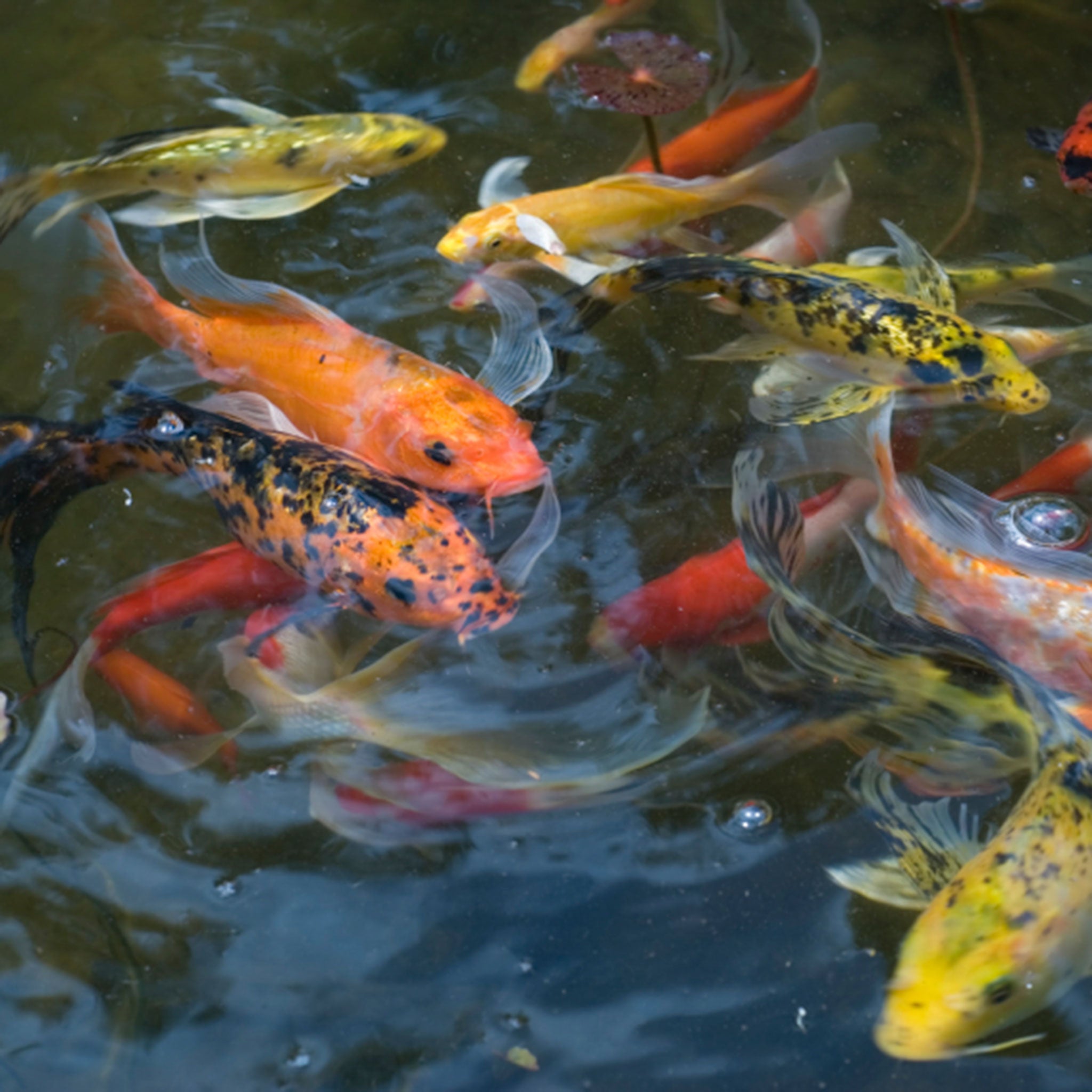 orange and yellow fish in pond