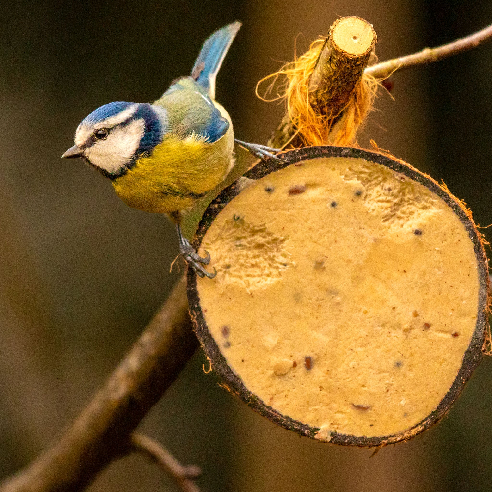 Coconut Bird Feeder - Suet with Mealworms