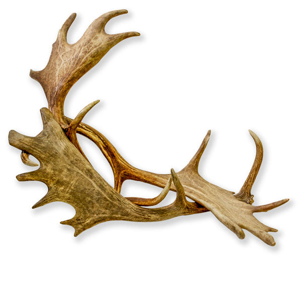 Whole fallow deer antlers collected from the wild