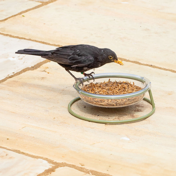 Black Bird on a glass dish filled with dried mealworms