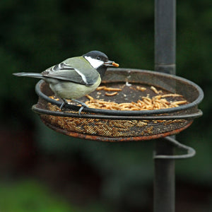 Great Tit eating Dried Mealworms