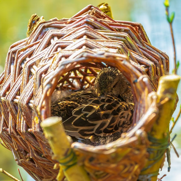 Duck Nesting Basket; Duck nest basket propped over a pond; Mallard duck nesting in duck basket; Mallard duck with ducklings