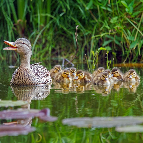 Duck Nesting Basket; Duck nest basket propped over a pond; Mallard duck nesting in duck basket; Mallard duck with ducklings