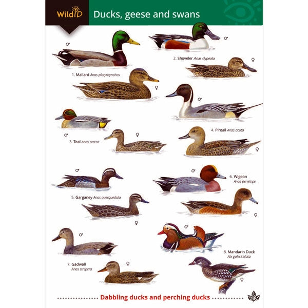 Field Guide to Ducks, Geese & Swans; Field Guide to Ducks, Geese & Swans; Field Guide to Ducks, Geese & Swans