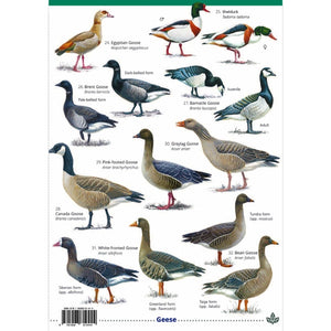 Field Guide to Ducks, Geese & Swans; Field Guide to Ducks, Geese & Swans; Field Guide to Ducks, Geese & Swans