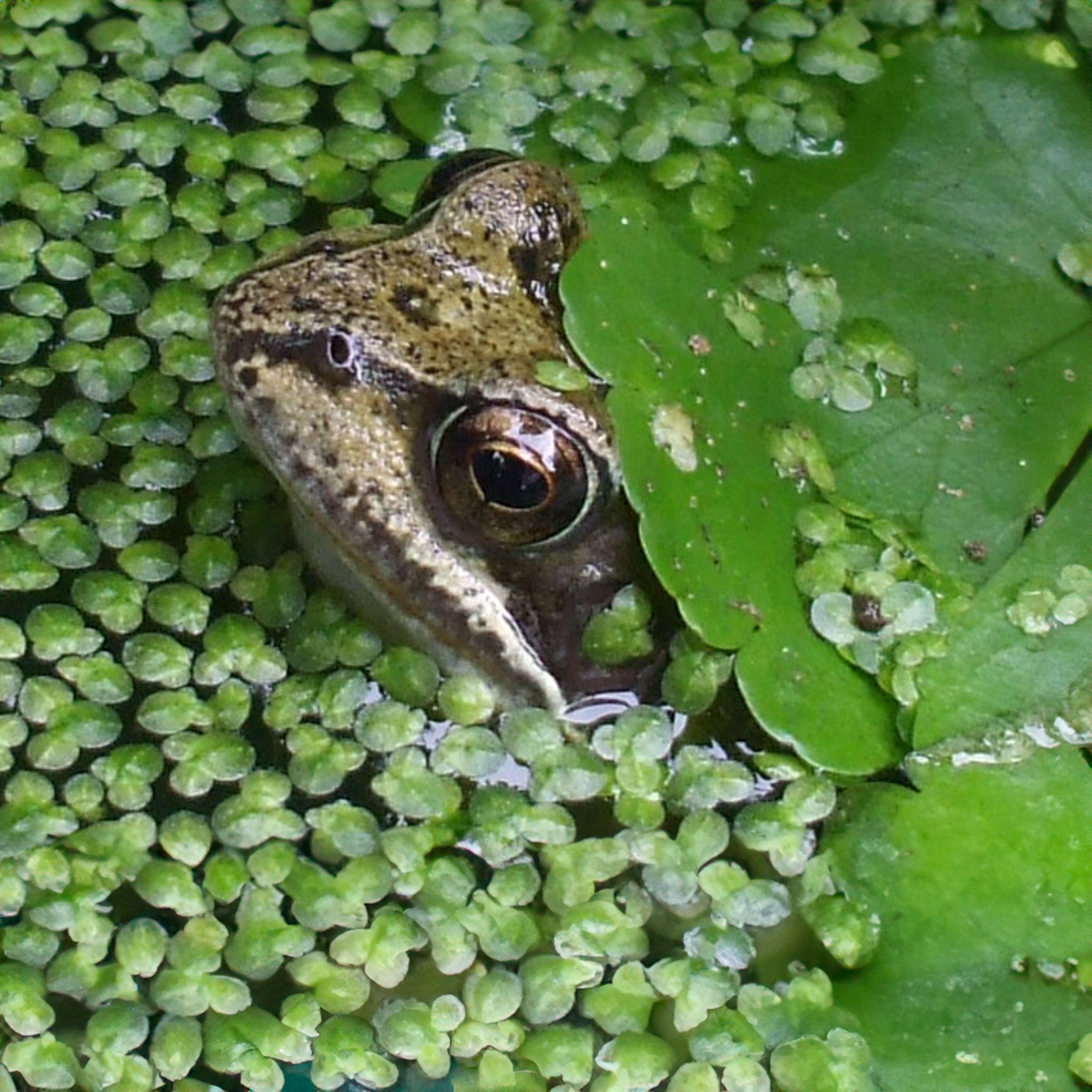 Frog poking head through duckweed in pond