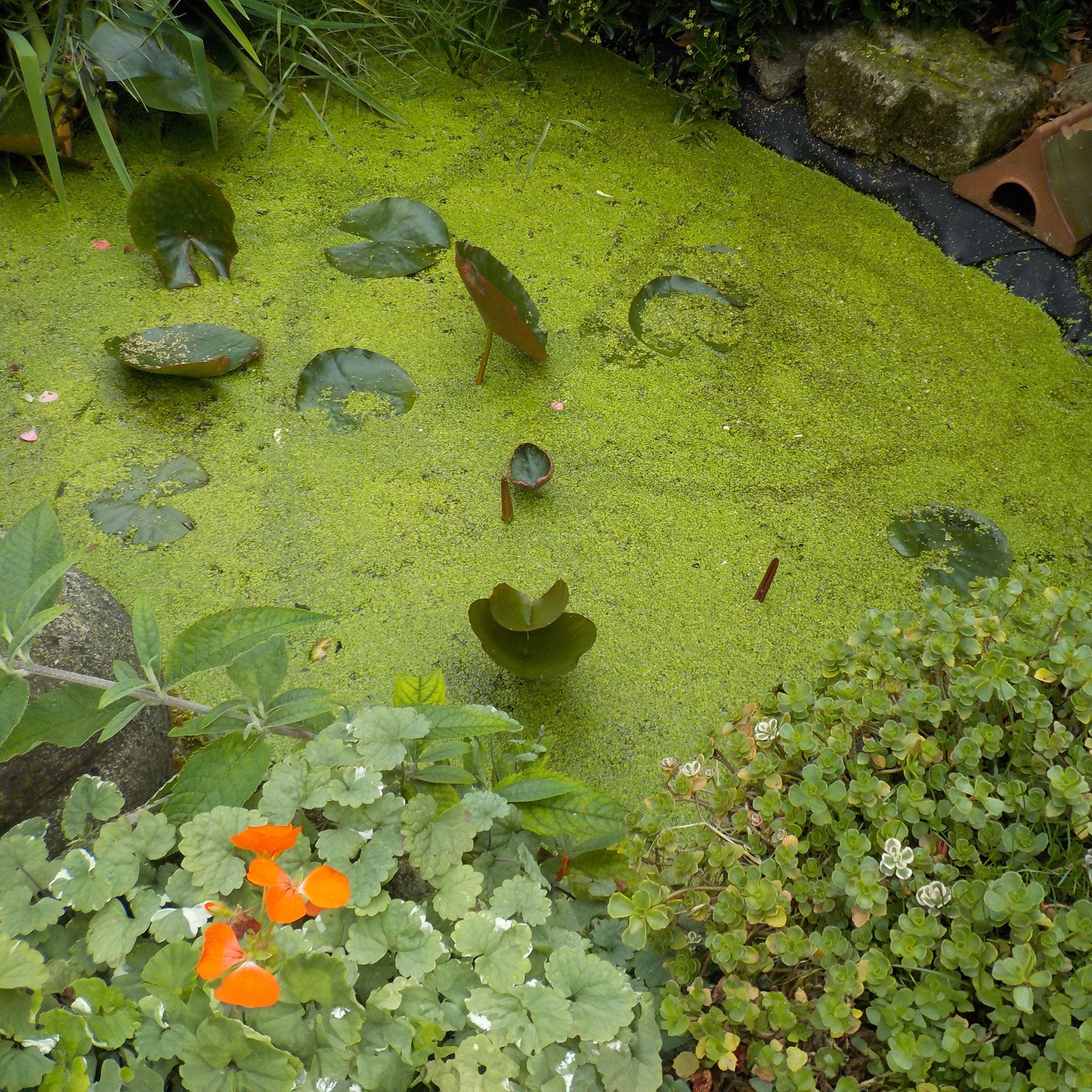 Pond with duckweed