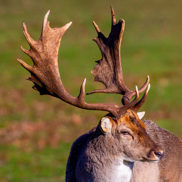 Adult fallow buck deer with full set of antlers