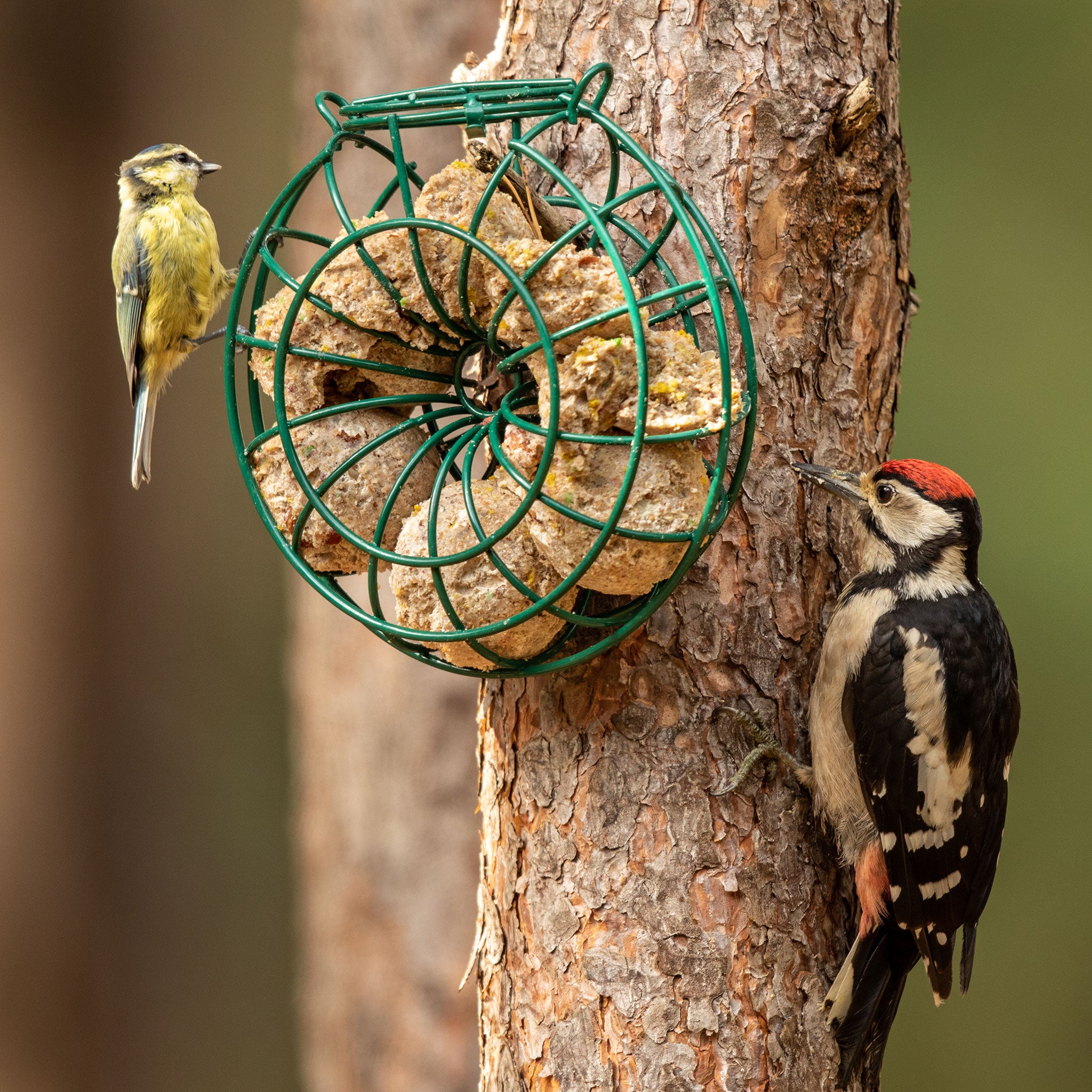 Blue Tit and Woodpecker eating from fat ball feeder ring