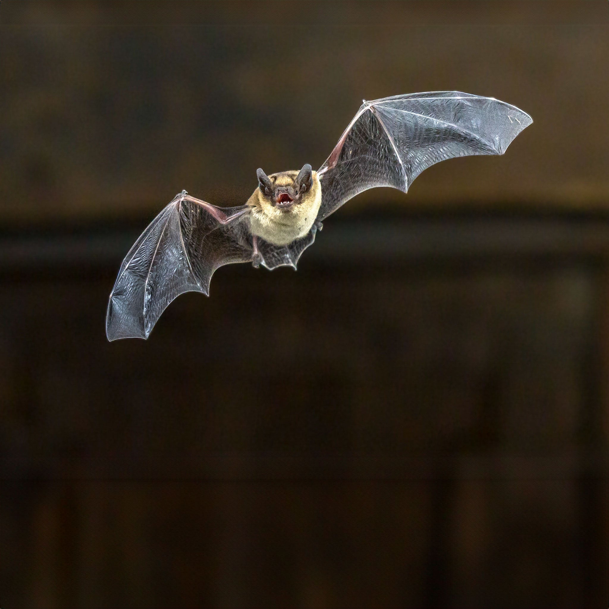 Bat in mid-flight